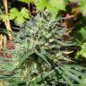 семена конопли дешево Passion #1 regular Dutch Passion Seeds семена конопли дешево Passion #1 regular Dutch Passion Seeds