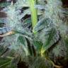где заказать семена конопли заказ семян конопли Спб Pato #1 feminised Kannabia Seeds где заказать семена конопли заказ семян конопли Спб Pato #1 feminised Kannabia Seeds
