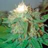 семена конопли почтой семена конопли Pato #1 feminised Kannabia Seeds семена конопли почтой семена конопли Pato #1 feminised Kannabia Seeds