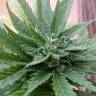 семена конопли f1 в оригинальной упаковке Auto Fresh Candy feminised Pyramid Seeds семена конопли f1 в оригинальной упаковке Auto Fresh Candy feminised Pyramid Seeds