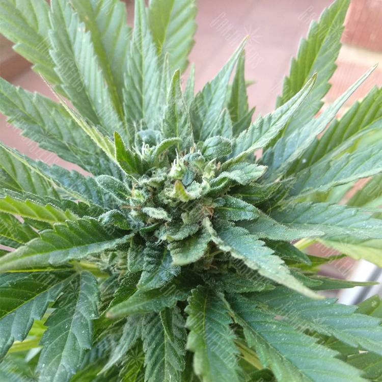 семена конопли в фирменной упаковке Auto Fresh Candy feminised Pyramid Seeds семена конопли в фирменной упаковке Auto Fresh Candy feminised Pyramid Seeds
