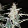 семена конопли недорого Auto Diesel feminised Royal Queen