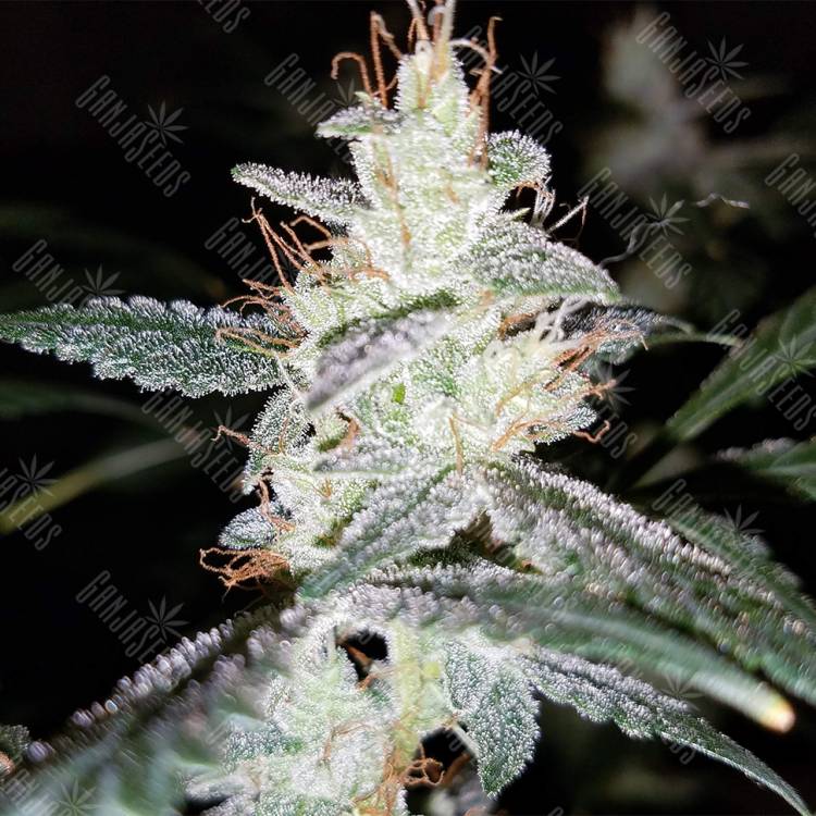 купить семена конопли Auto Diesel feminised Royal Queen