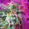 семена конопли в оригинальных упаковках Auto Black Jack feminised Sweet Seeds