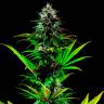 Tropicanna Poison feminised GanjaSeeds Fast Version заказать семена конопли
