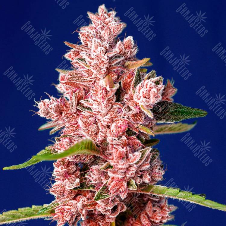 Tropicanna Poison feminised GanjaSeeds Fast Version семена недорого