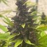купить мощные семена конопли Auto Purple Sunset feminised