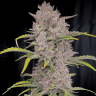 покупка семян конопли Auto Purple Sunset feminised