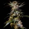 семена конопли наложенным платежом Charyn feminised Bang Seeds