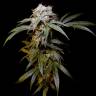 урожайные семена конопли Charyn feminised Bang Seeds