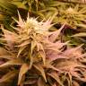 семена конопли курьером Chronic Thunder feminised Barneys Farm