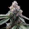 семена конопли для курения Florida Lemons feminised DNA Genetics