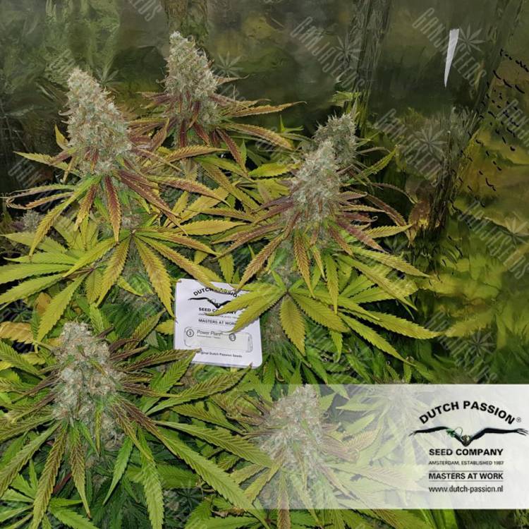 семена конопли в фирменной упаковке Power Plant regular Dutch Passion Seeds семена конопли в фирменной упаковке Power Plant regular Dutch Passion Seeds