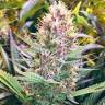 конопля семена сорта заказать Purple Kush feminised Kannabia Seeds конопля семена сорта заказать Purple Kush feminised Kannabia Seeds