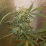 семена конопли курьером Auto Easy Bud feminised Royal Queen семена конопли курьером Auto Easy Bud feminised Royal Queen