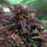 семена конопли Россия Auto Bloody Skunk feminised Sweet Seeds семена конопли Россия Auto Bloody Skunk feminised Sweet Seeds