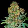 семена конопли f1 в оригинальной упаковке Colombian Sweet feminised VIP Seeds семена конопли f1 в оригинальной упаковке Colombian Sweet feminised VIP Seeds