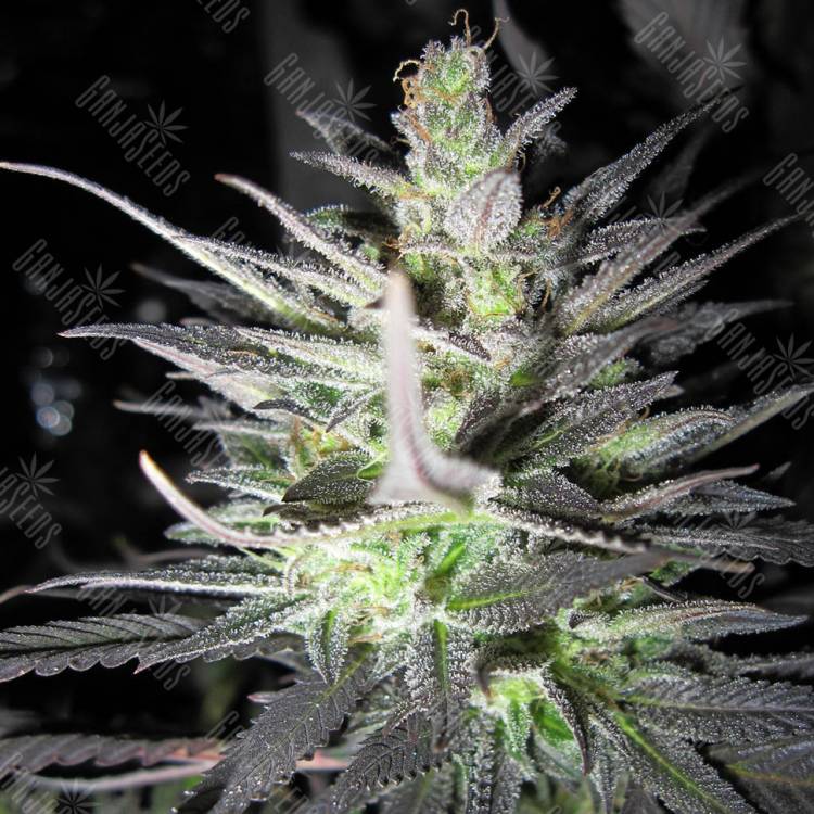 семена конопли с доставкой Super Cali Haze feminised