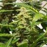Auto AK feminised RuSeeds