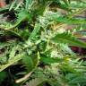 Auto AK feminised RuSeeds Auto AK feminised RuSeeds