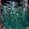 семена конопли в оригинальных упаковках Chuck Chuck feminised Bang Seeds
