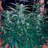 семена конопли недорого Chuck Chuck feminised Bang Seeds