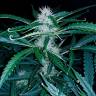 семена конопли почтой Chuck Chuck feminised Bang Seeds