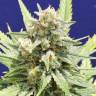 Auto Fruity Jack regular Ganja Seeds