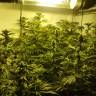 семена конопли элитных сортов Cookies Kush feminised Barneys Farm
