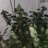 семена конопли в интернете Cookies Kush feminised Barneys Farm
