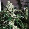 семена конопли гидропоники Cookies Kush feminised Barneys Farm