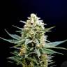 семена конопли для курения Kiss (Queso) feminised Kannabia Seeds семена конопли для курения Kiss (Queso) feminised Kannabia Seeds