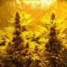 семена конопли элитных сортов Kiss (Queso) feminised Kannabia Seeds семена конопли элитных сортов Kiss (Queso) feminised Kannabia Seeds
