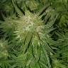семена конопли в оригинальных упаковках Auto Kryptonite feminised Pyramid Seeds