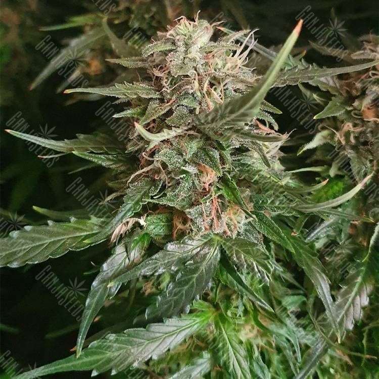 качественные семена конопли Auto Kryptonite feminised Pyramid Seeds