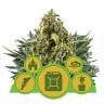 семена конопли для выращивания Autoflowering MIX feminised Royal Queen
