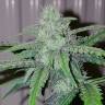 заказ семян конопли Auto Blow Mind feminised Sweet Seeds