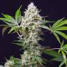 где заказать семена конопли Auto Blow Mind feminised Sweet Seeds