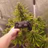 Заказать с доставкой Auto White Widow feminised Ganja Seeds