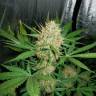 качественные семена конопли Auto White Widow feminised