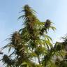 семена конопли Auto White Widow feminised