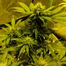 семена конопли почтой Auto White Widow feminised