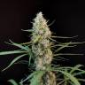 купить семена конопли в интернете White Widow x Black Domina feminised купить семена конопли в интернете White Widow x Black Domina feminised