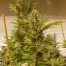 семена сортовой конопли White Widow x Black Domina feminised семена сортовой конопли White Widow x Black Domina feminised
