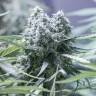 семена конопли для посадки купить Auto Critical regular