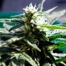 семена конопли для выращивания Auto Critical regular