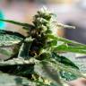 семена конопли марихуаны Auto Critical regular