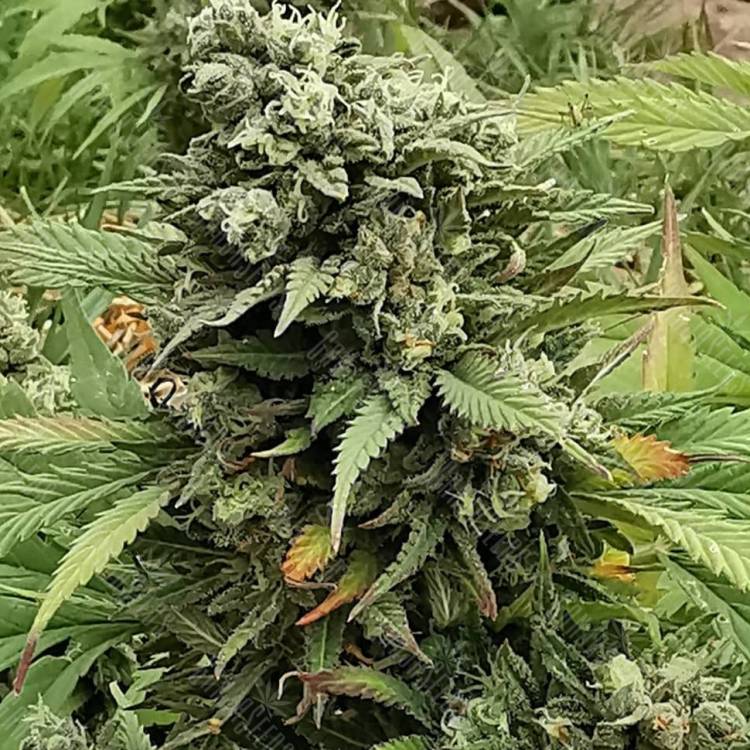 сканковые семена конопли Super Critical feminised сканковые семена конопли Super Critical feminised
