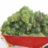 Auto Mix feminised RuSeeds Auto Mix feminised RuSeeds
