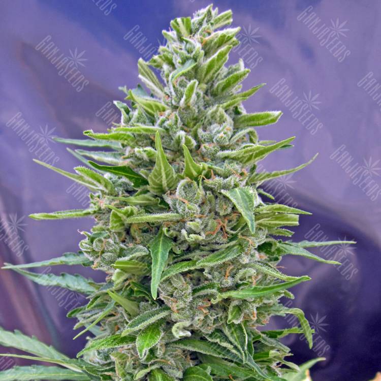 Auto Mix feminised RuSeeds Auto Mix feminised RuSeeds